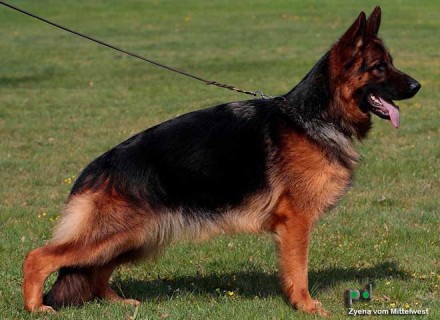 World Class AKC German Shepherd Puppies For Sale From Mittelwest