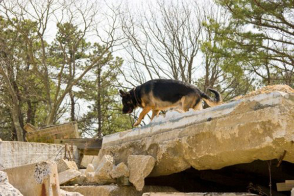 Mittelwest German Shepherds At Search-Rescue & Cadaver Recovery 1