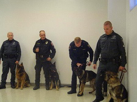 Mittelwest German Shepherds Narcotics Detection K-9 Dogs 2