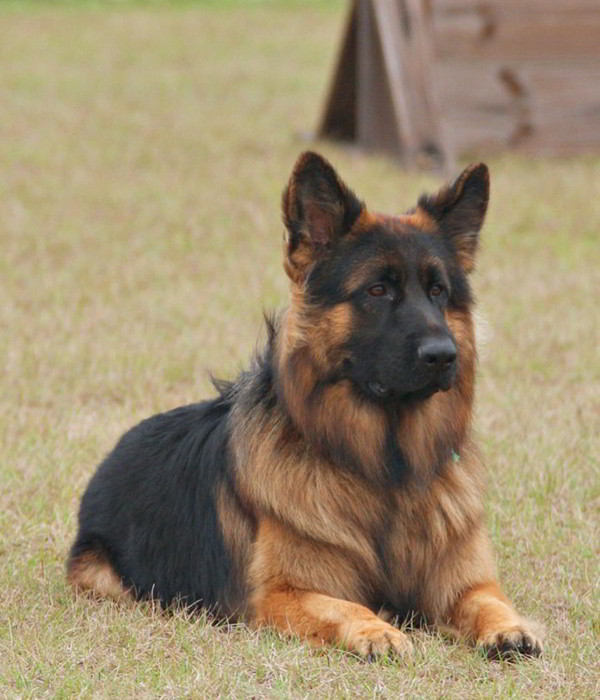 Mittelwest Military Trained German Shepherds 2