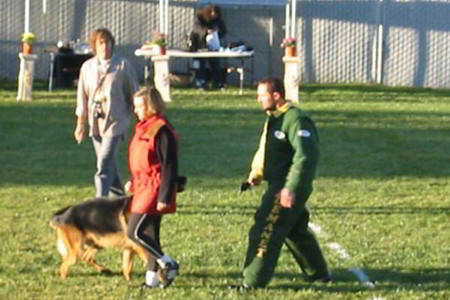 Ring Sport At Mittelwest German Shepherds 2