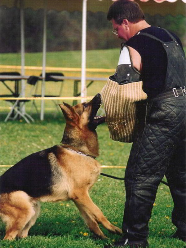 Schutzhund Training At Its Finest With Mittelwest German Shepherds 4