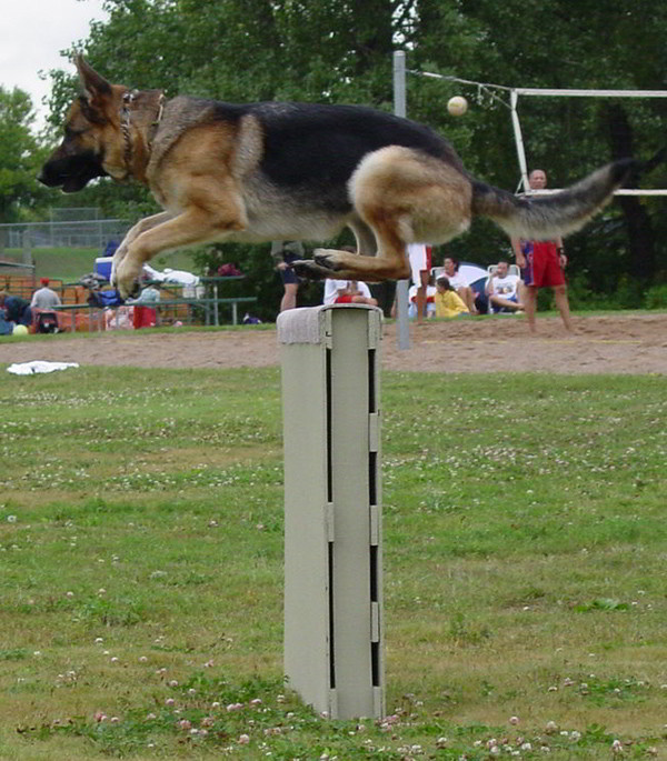 Schutzhund Training At Its Finest With Mittelwest German Shepherds 6