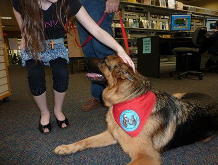 The Amazing Therapy Dogs Of Mittelwest German Shepherds 1