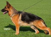 Mittelwest's Retired Breeding Females - V Corbelle vom Mittelwest SCH2, KKL1A ZW: 83