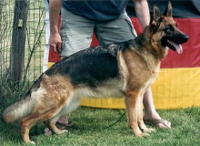 Mittelwest's Retired Breeding Females - V Minnie vom Mittelwest SCH2, KKL1