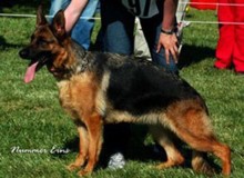 Mittelwest's Retired Breeding Females - V Rachel von der Zenteiche SCH1 (IPO1), KKL