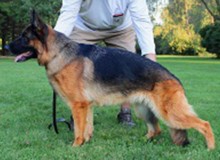 Mittelwest's Retired Breeding Females - V Uschi vom Mittelwest SCH1 (IPO1)