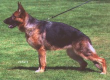 Mittelwest's Retired Breeding Females - V Viva vom Mittelwest SCH2, KKL1A ZW: 81