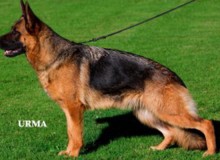 Retired Breeding Female - V Meika vom Mittelwest 1