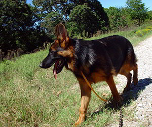 Client Testimonials Of Mittelwest German Shepherds Ava