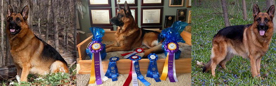 Client Testimonials Of Mittelwest German Shepherds Bev Mills