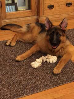 Client Testimonials Of Mittelwest German Shepherds Kathy - Owner Of Marta