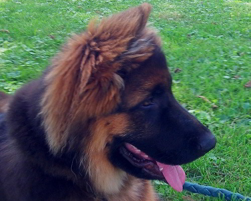 Client Testimonials Of Mittelwest German Shepherds Lori Ash