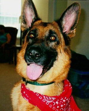 Client Testimonials Of Mittelwest German Shepherds Lynette Loeffler