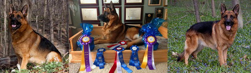 Contact Mittelwest For The Finest German Shepherds In The World