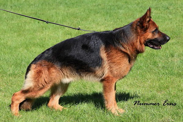 Champion Stud VA1 2010 Sieger Titan vom Mittelwest - Progeny 1