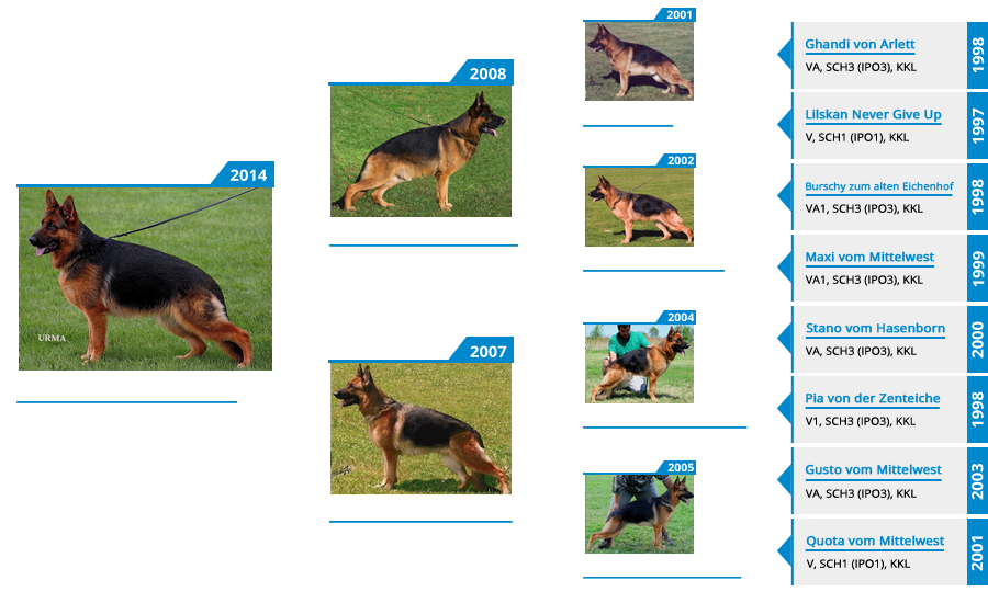 Breeding Females - V Chi Chi vom Mittelwest - Pedigree