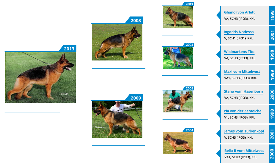 Breeding Females - V Envy vom Mittelwest - Pedigree