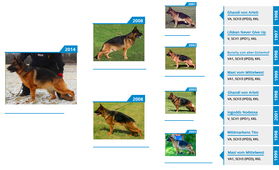 Breeding Females - V Marta vom Mittelwest - Pedigree