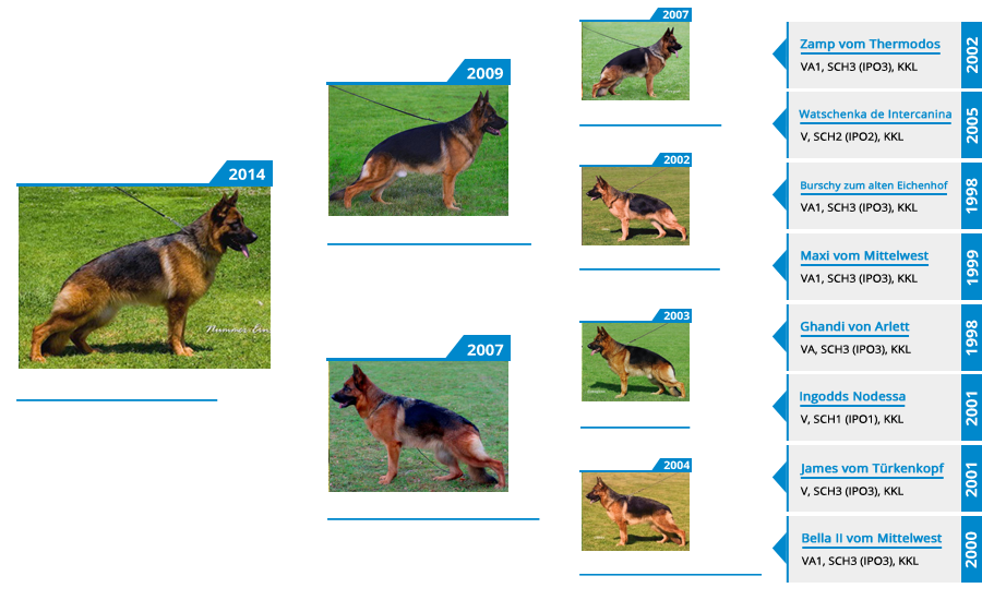 Breeding Females - V Xarla vom Mittelwest - Pedigree