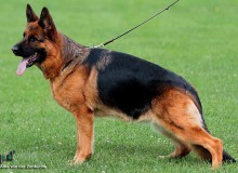 Mittelwest Retired Breeding Female - Alba von der Zenteiche