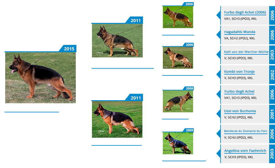 breeding-male-ikon-vom-mittelwest-pedigree