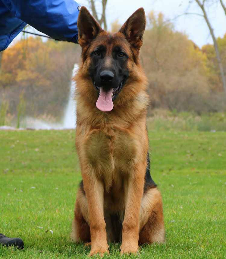 Mittelwest Female For Sale - Liberty vom Mittelwest Sit - Mittelwest ...