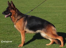 Breeding Female - Margit vom Mittelwest Sch3 KKL