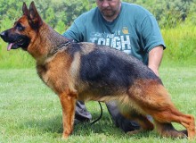 Mittelwest Retired Adult Female For Sale - Vanna vom Mittelwest