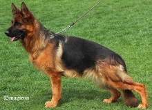 Mittelwest Breeding Female - V Opal vom Mittelwest Sch1 (IPO1)