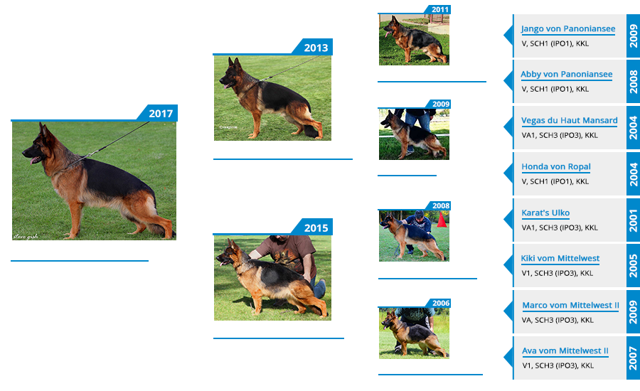 Mittelwest's Breeding Females - V Pasha vom Mittelwest Pedigree