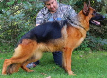 Mittelwest Adult Female German Shepherd For Sale - Apple vom Mittelwest