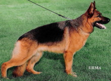 Mittelwest Adult Female German Shepherd For Sale - Envy vom Mittelwest