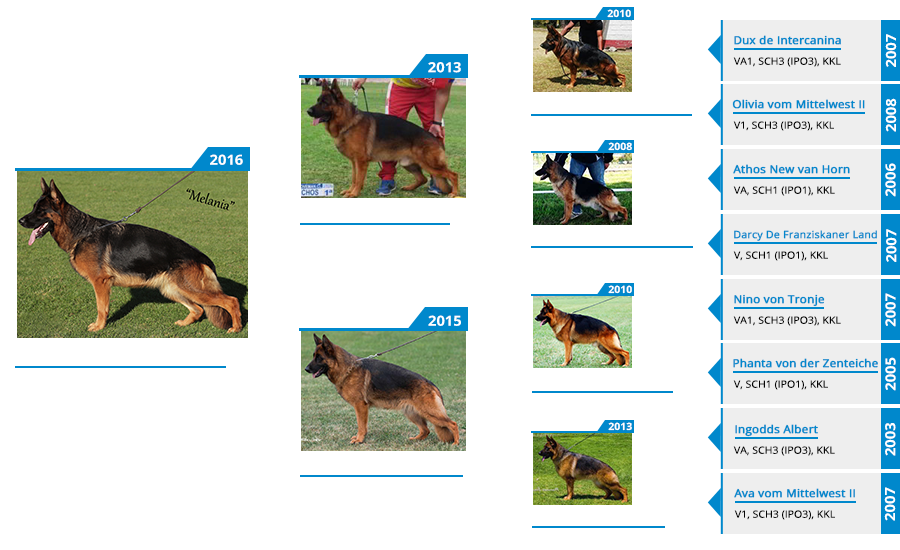 Breeding Females - Melania vom Mittelwest - Pedigree