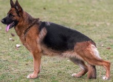 Mittelwest Breeding Female -  Laney vom Mittelwest SCH2 (IPO2) KKL