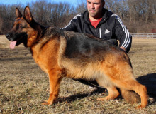 Mittelwest Adult Female For Sale - Marta vom Mittelwest