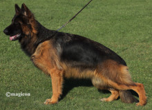 Mittelwest Breeding Female - Adrianna vom Team Armada Sch2 KKL