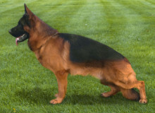 Mittelwest Adult Male For Sale - Fanto von Farhantal Sch2 IGP2 KKL