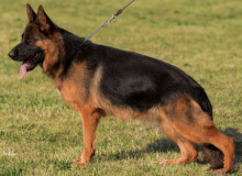 Mittelewest Adult Female For Sale - Xaska vom Mittelwest