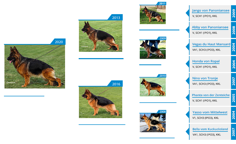 Mittelwest Breeding Female - Pipi vom Mittelwest Pedigree