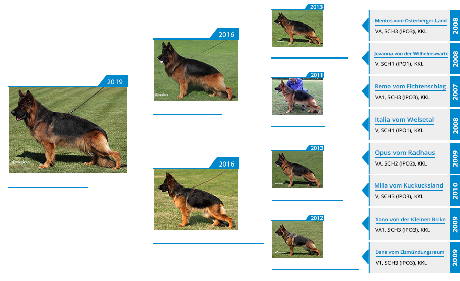 Mittelwest Breeding Female - Jena vom Mittelwest Pedigree