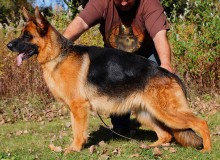 Mittelwest Adult Female For Sale - Nike vom Mittelwest