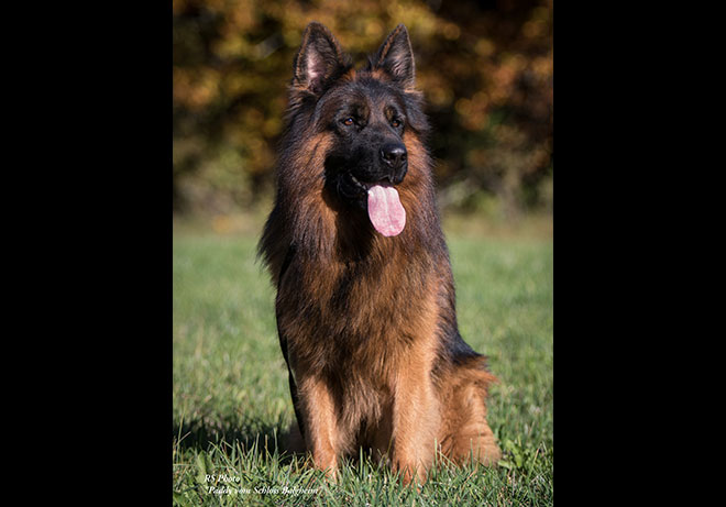 Mittelwest's World Class Male German Shepherds For Sale