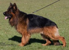 Mittelwest Adult Male For Sale - V1 Paddy vom Schloss Balgheim IGP3 KKL