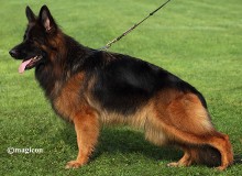 Mittelwest Breeding Female - Emma Squadra Silvalacus IGP1 KKL