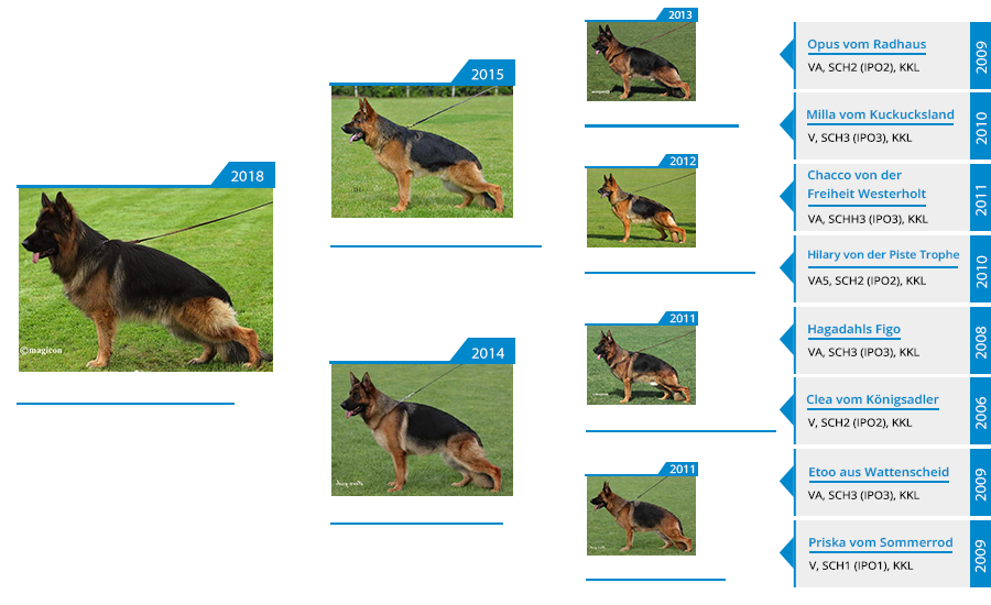 Mittelwest Champion Stud - Fabius Team Gigelsfelsen IGP3 KKL Pedigree