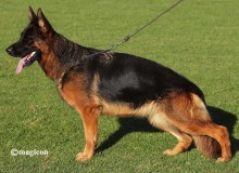 Mittelwest Retiring Female - Jolie vom Mittelwest Sch1 KKL