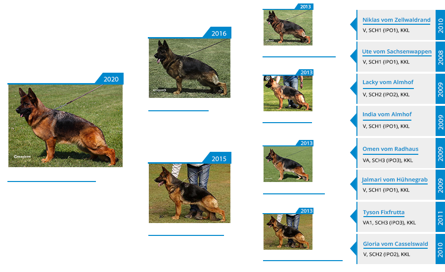 Mittelwest Breeding Female - Sonata vom Mittelwest Pedigree