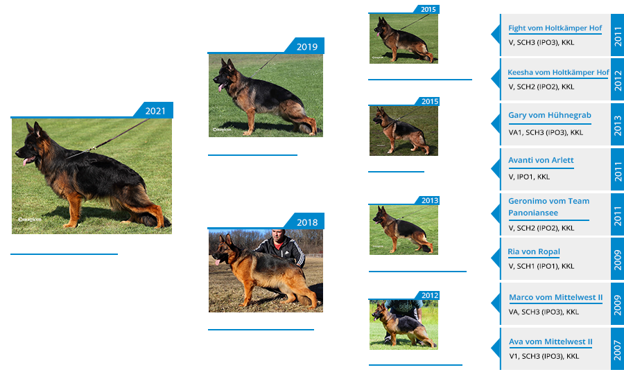 Mittelwest Breeding Female - Yari vom Mittelwest's Pedigree